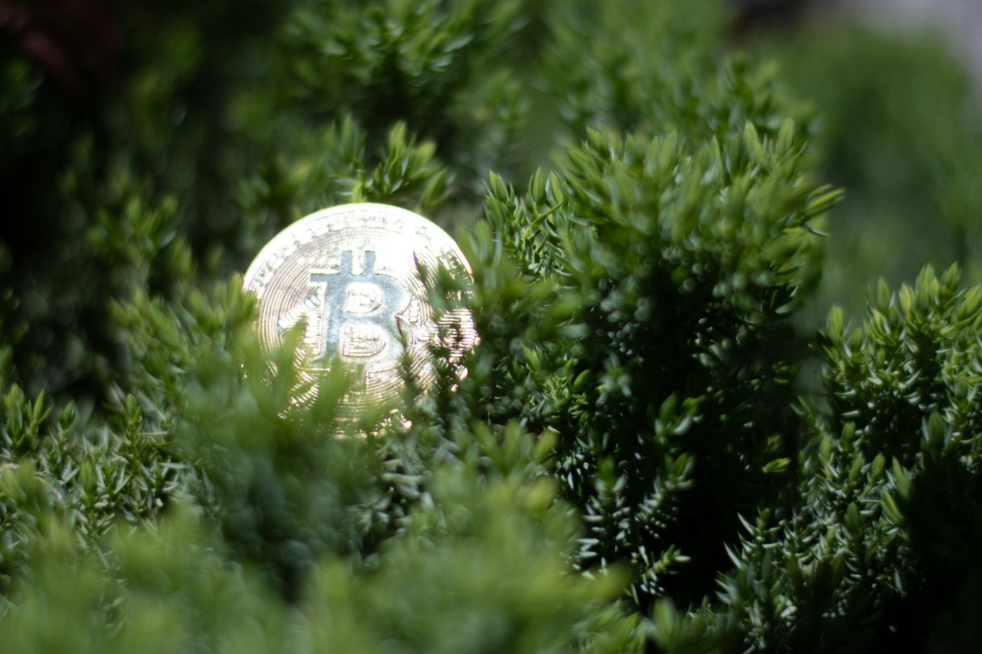 Bitcoin Münze in der Natur
