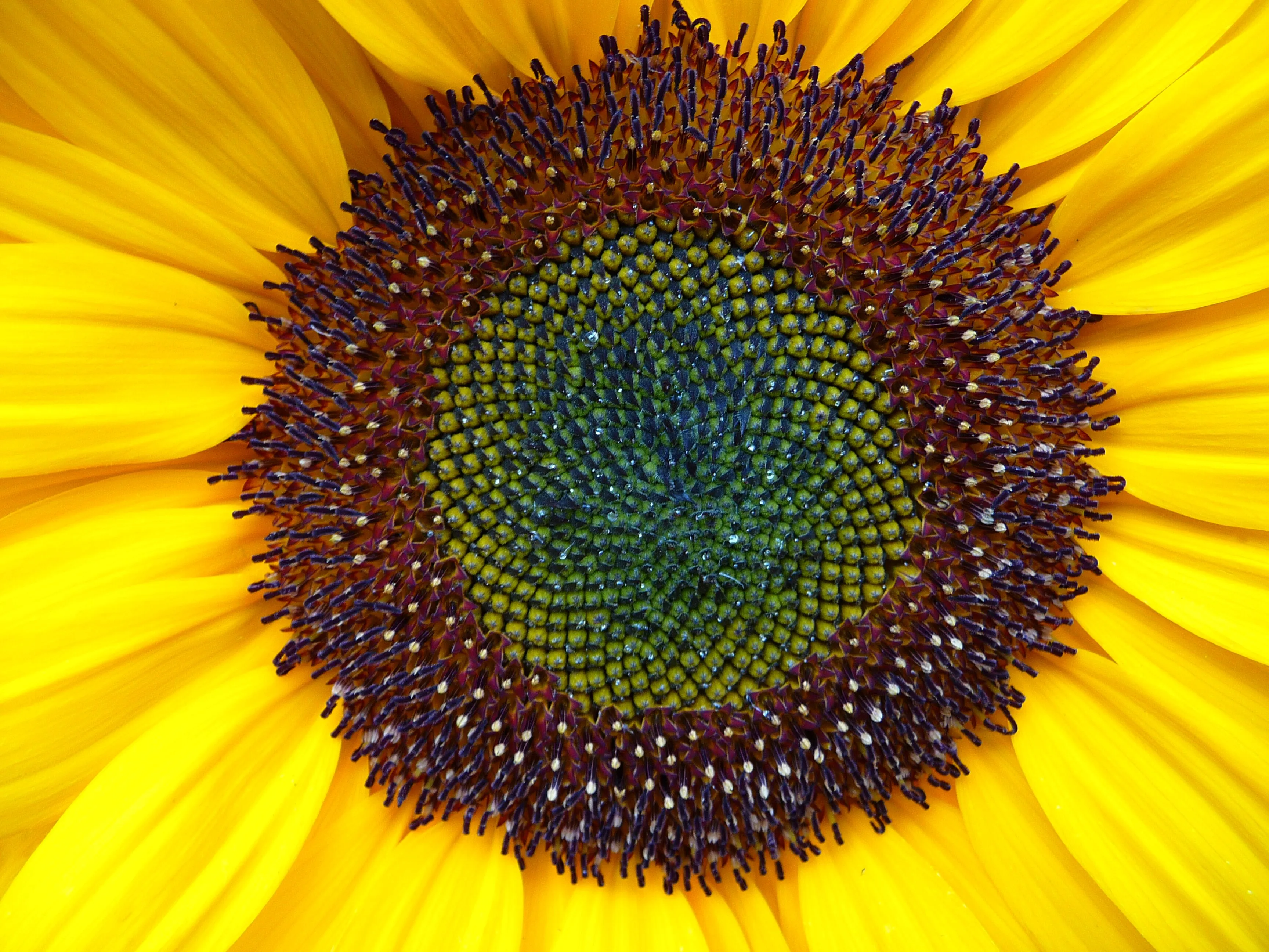 Sonnenblume